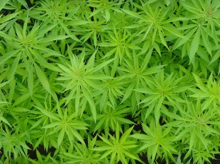 SPM Conference, Cannabis, and Canada’s Election – a crucial connection